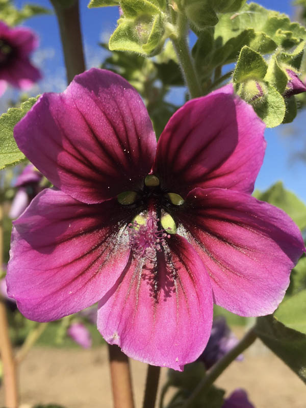 Malva arborea photo